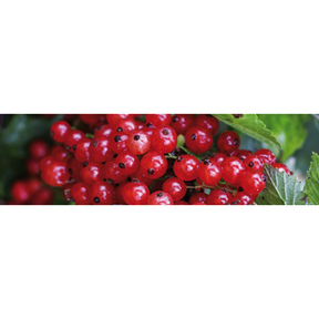 Johannisbeerkern Nackenkissen Kryotherm natur