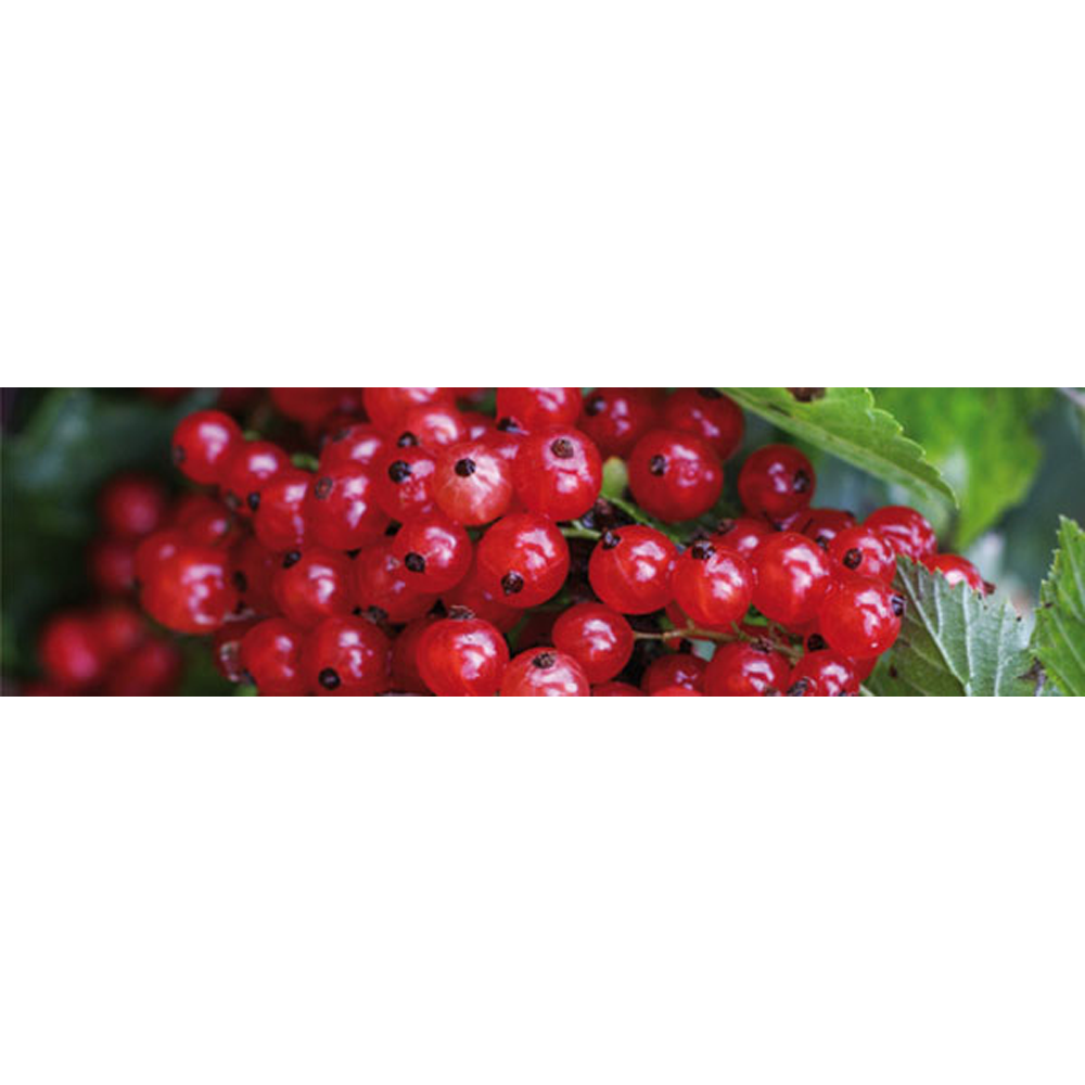 Johannisbeerkernkissen Kryotherm natur klein