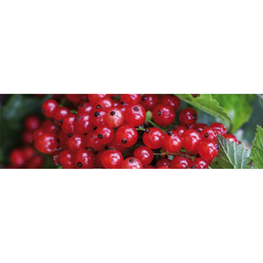 Johannisbeerkernkissen Kryotherm natur klein